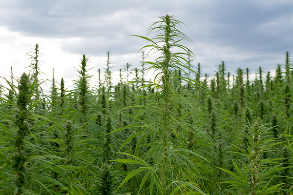 Texas Borders Hemp: The difference between CBD and THC