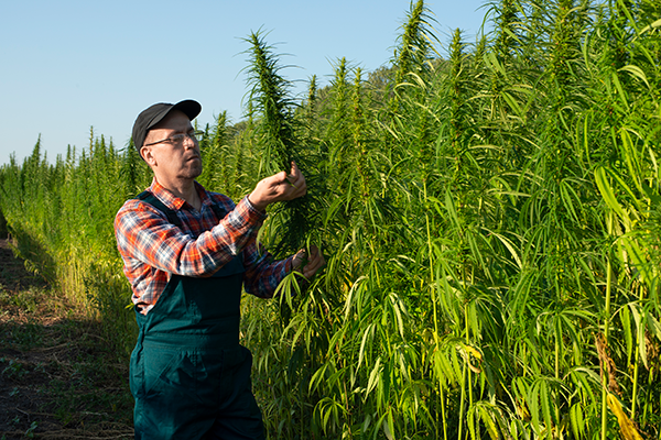 Texas Borders Hemp: Natural Solutions for a Balanced Life